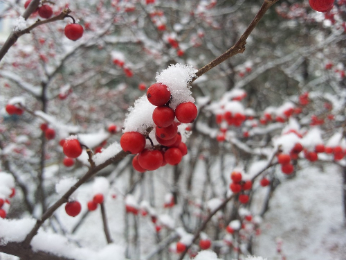 snow on red mountain ash berries