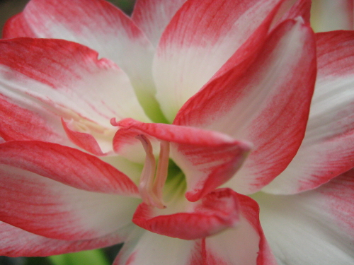 white flower with pink tips