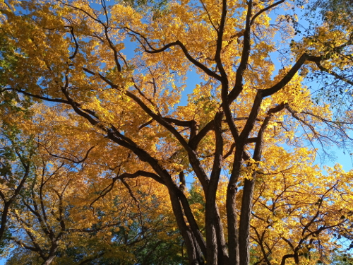 fall gold tree