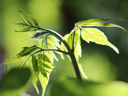 green leaf sprig