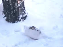rabbit in snow