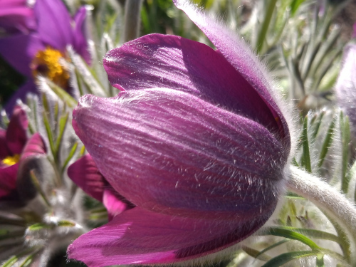 fuzzy tulip Sweden