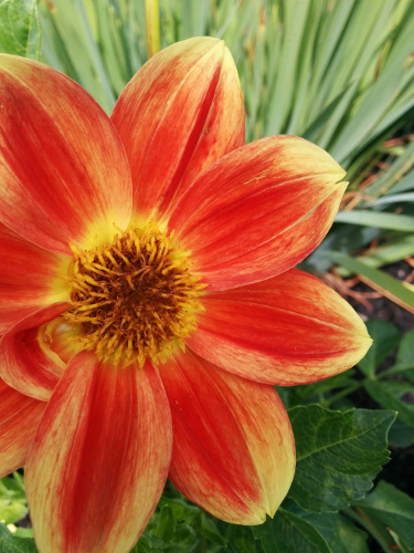 bright orange flower