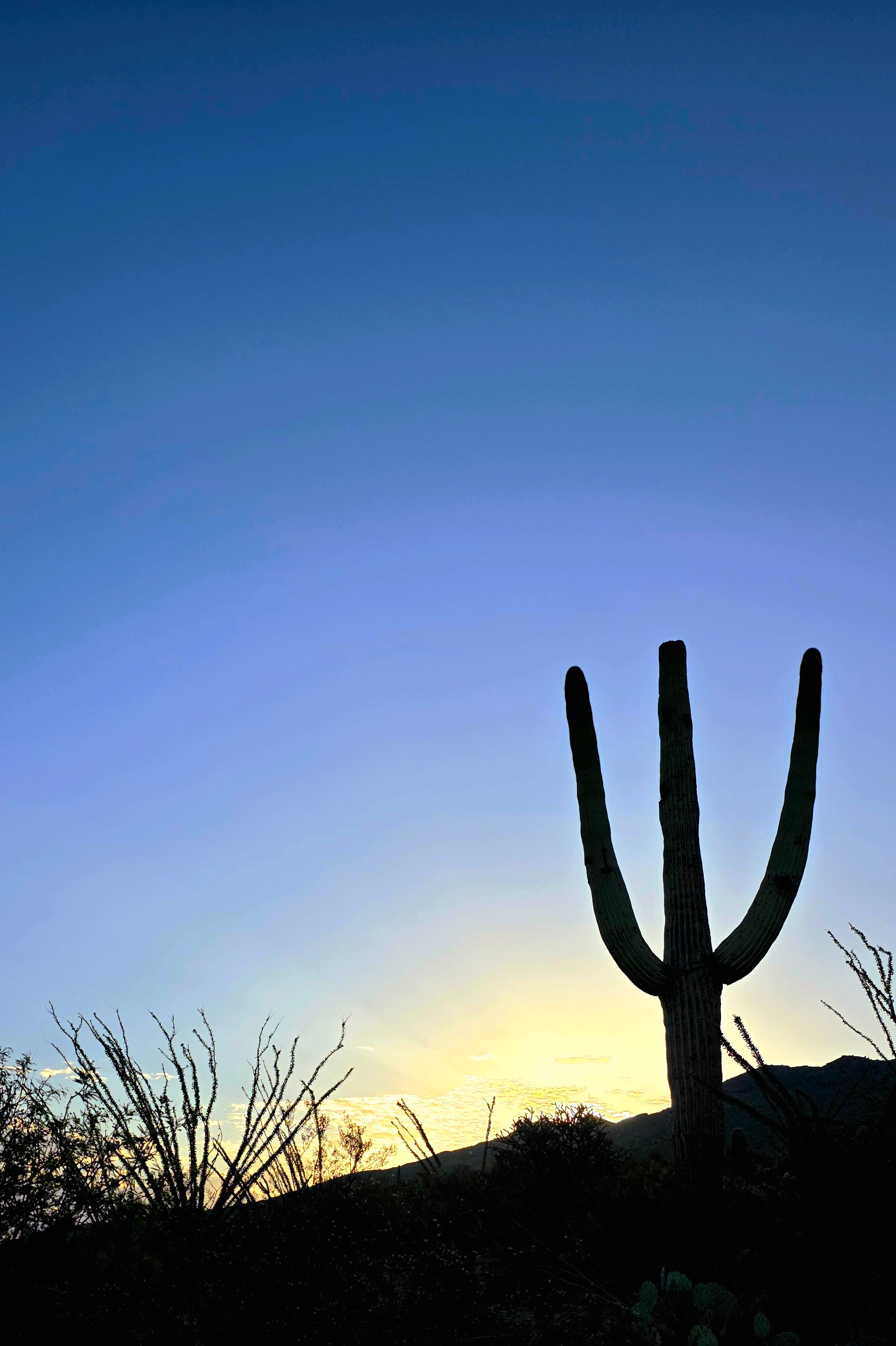 desert cactus sunrise