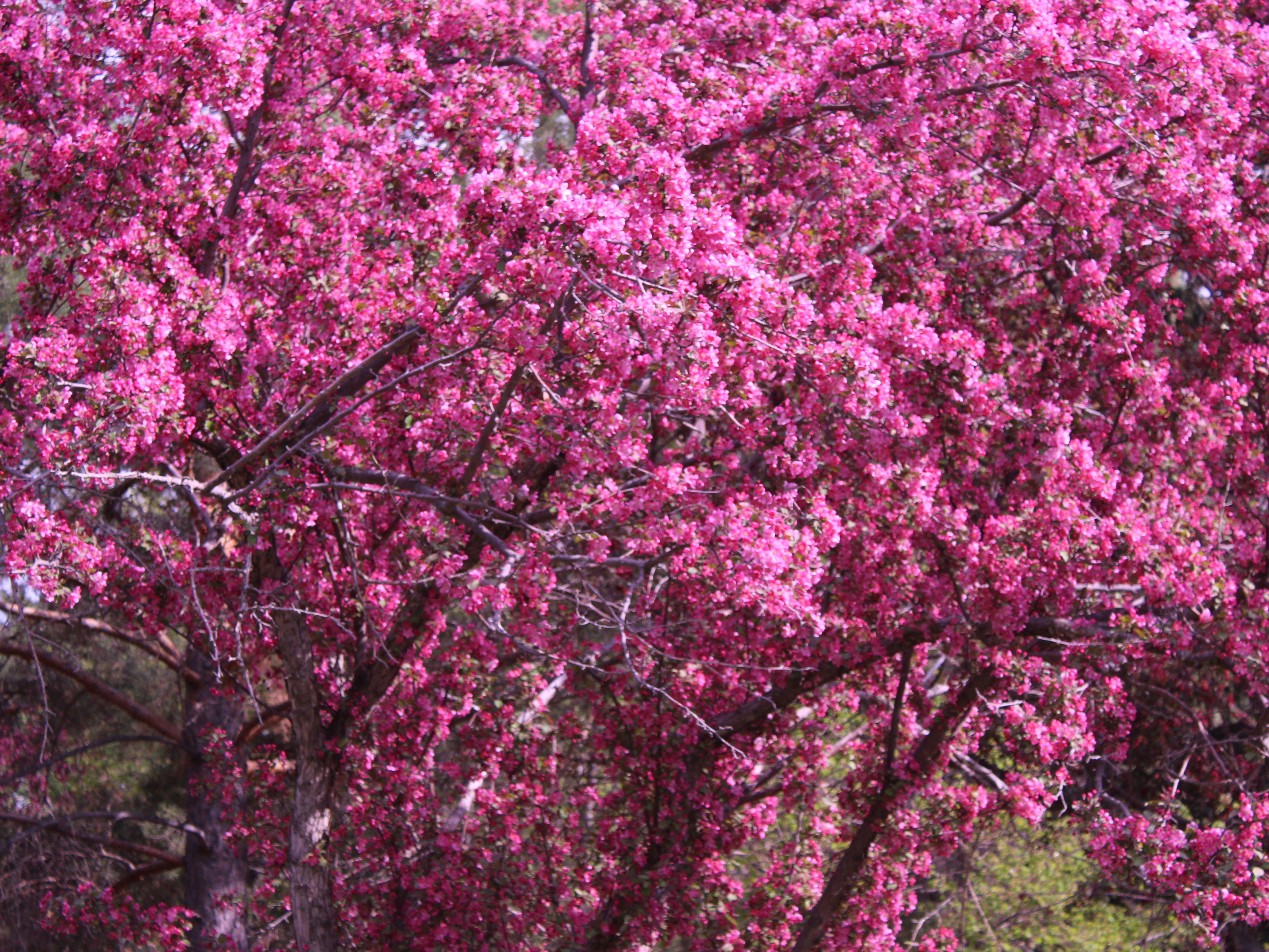 deep pink blossoms
