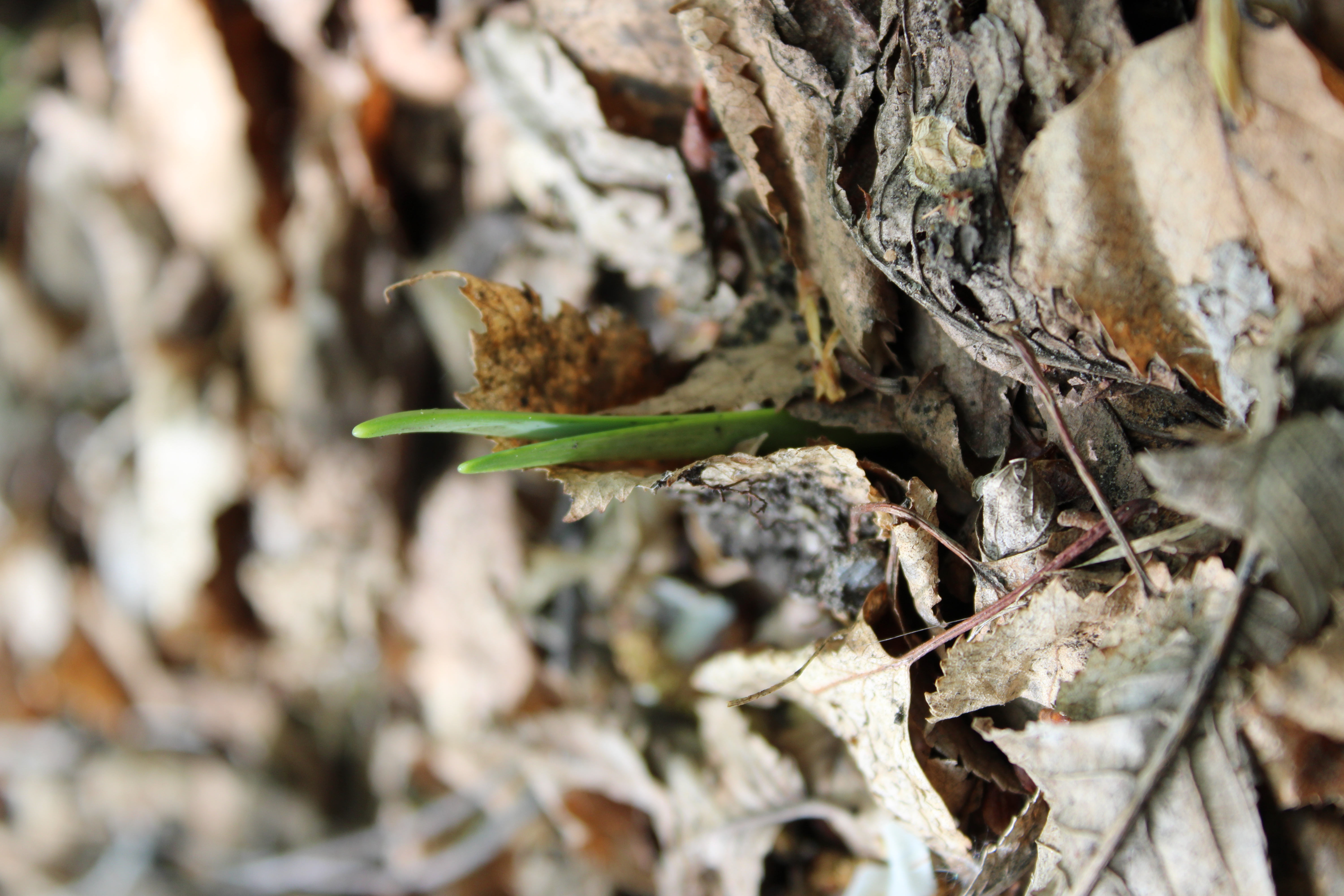 green shoot pushing through fall leaves