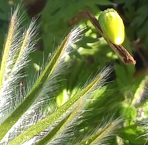 fuzzy green leaves