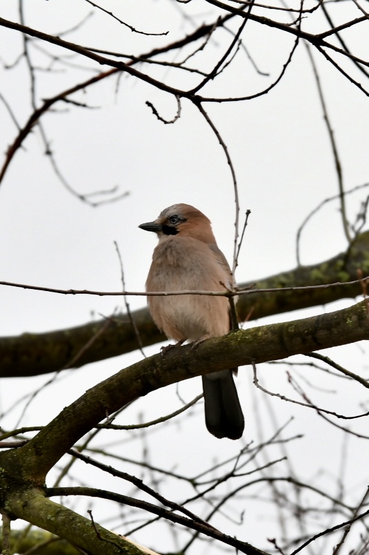 European Robin
