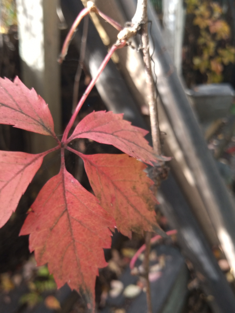 fall leaf