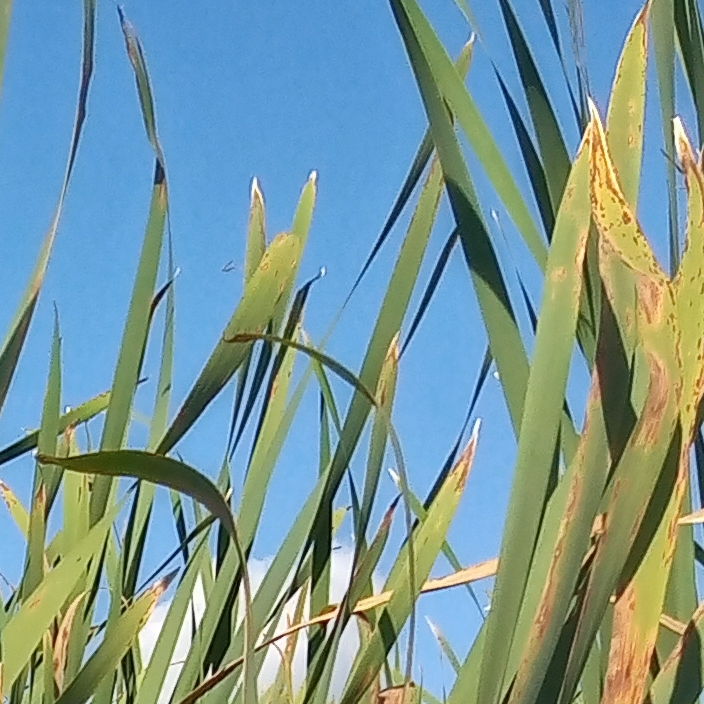 green yellow stalks blue sky