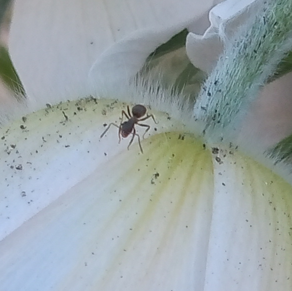ant on petal