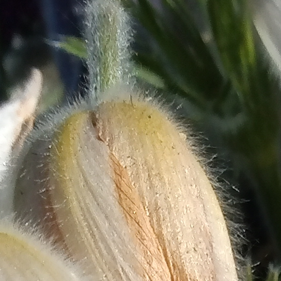 close up fuzzy tulip bud