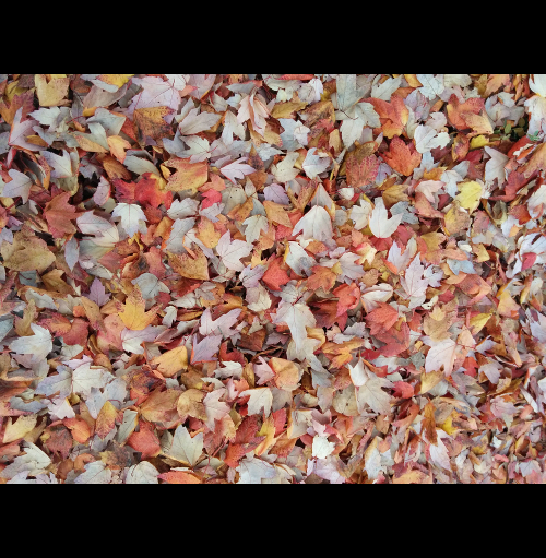 fall leaves