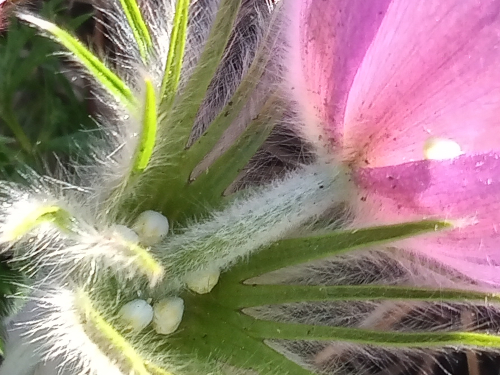 close up fuzzy tulip